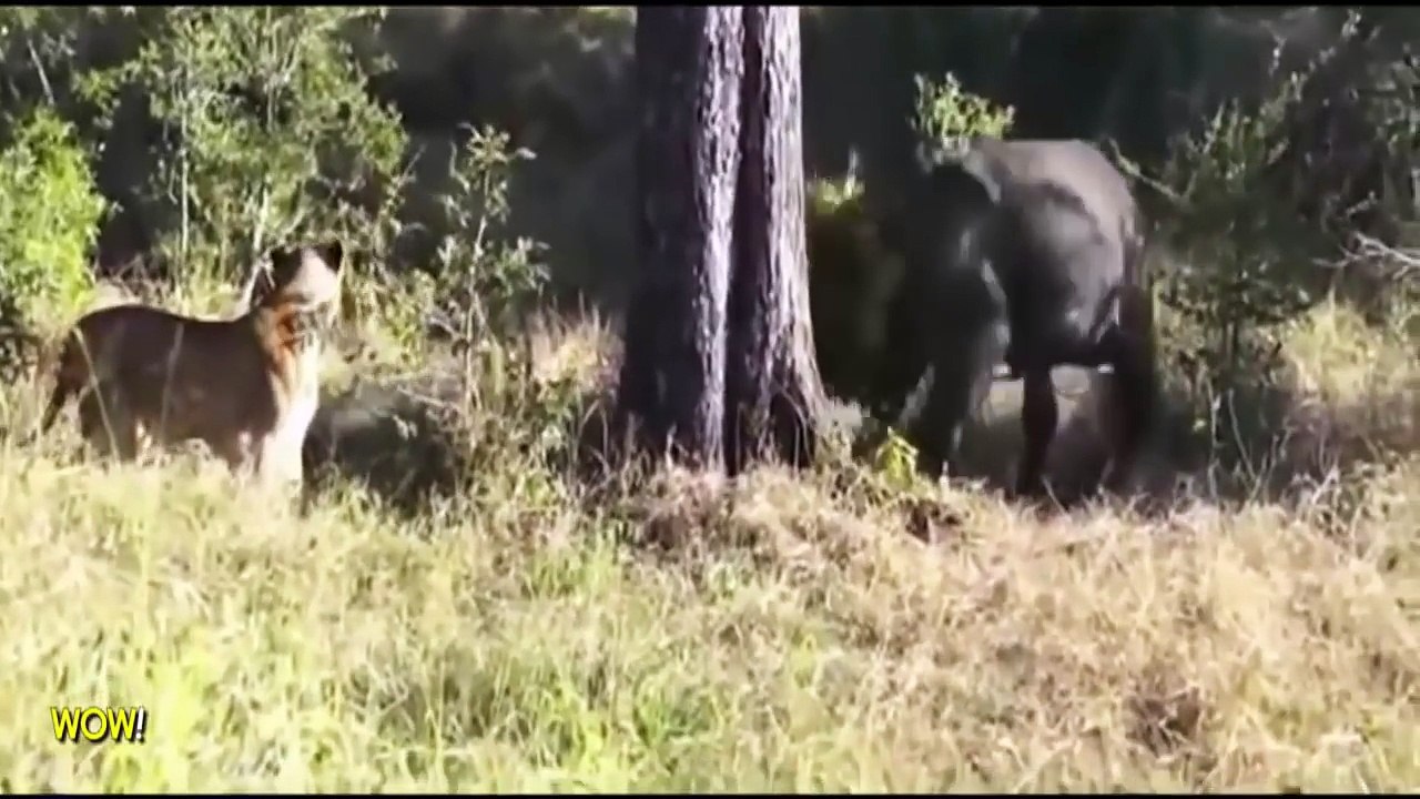 La Plus Étonnante Des Attaques DAnimaux Sauvages, Des Lions, Des Attaques De Buffalo #1