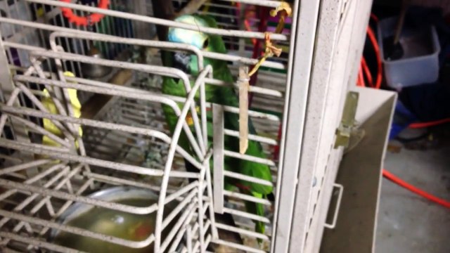 Evil parrot cursing. WTF compilation. Amazon Green bird. Epic Fail.