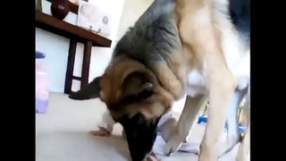 Baby Falls While Talking On The PFunny Baby Steals Dog s Treat