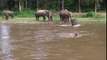 Heroic Elephant Thinks She's Saving Man Drowning In River