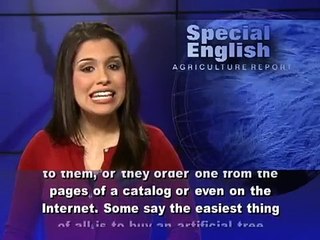 Inside the Lucrative World of Christmas Tree Farming 🎄