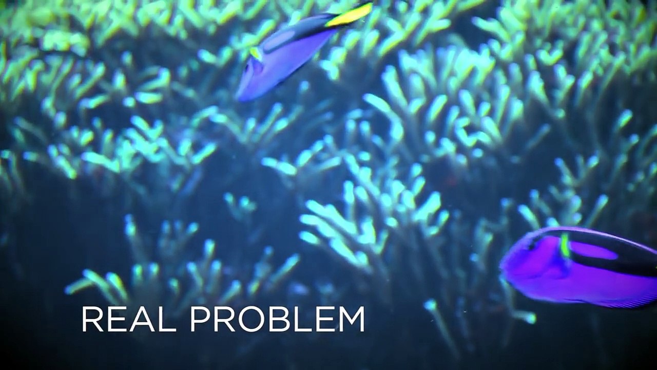 Real. Amazing. Solutions to Protect Tropical Fish like Blue Tangs | SeaWorld®