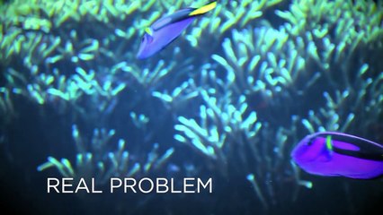 Real. Amazing. Solutions to Protect Tropical Fish like Blue Tangs | SeaWorld®