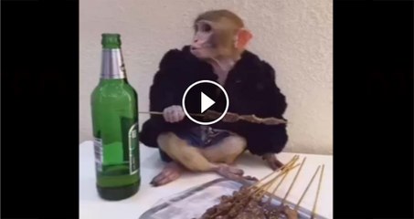 Monkey drinking with shish Kabab