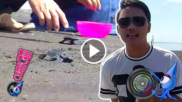 Pulang Kampung, Danang Lepas Penyu - Cumicam 16 Oktober 2016