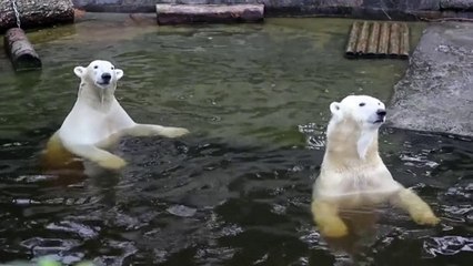 ロストック動物園の歴史ある飼育展示場を去るホッキョクグマたち (Oct.16  2016)