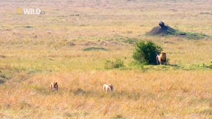 Суперхищники 5 серия из 6. Лев / I, Predator (2010)