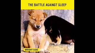 The battle against sleep