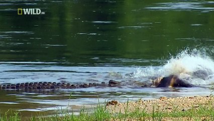 Суперхищники 4 серия из 6. Крокодил / I, Predator (2010)