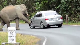 ELEPHANT VS. CAR -Must Watch