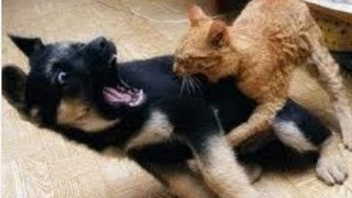 Cat vs Dog Fight Must Watch