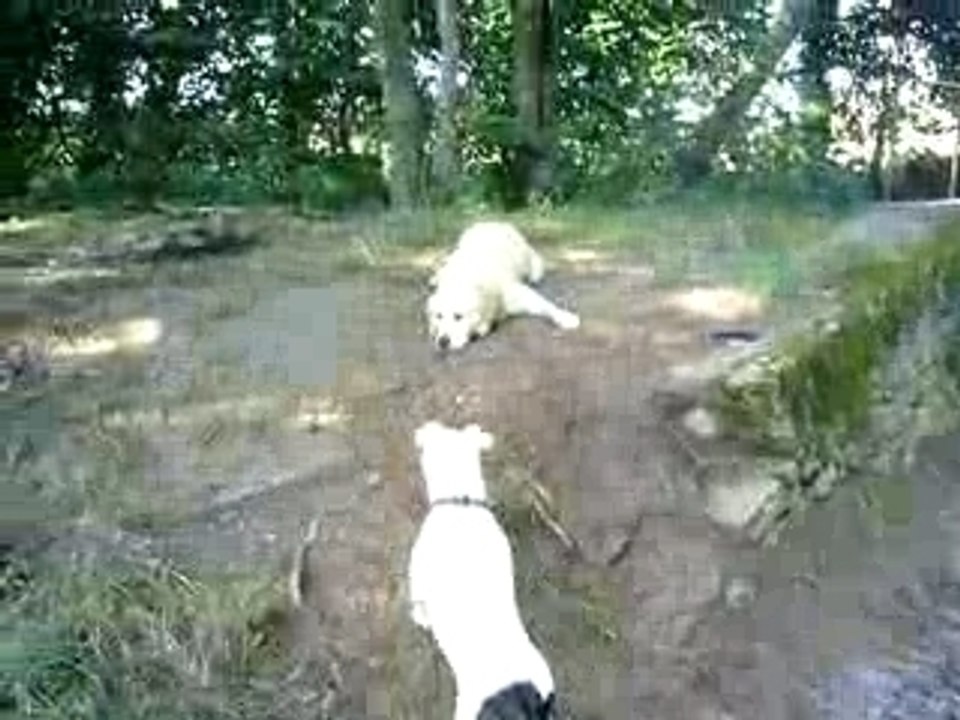 Ema et Bosko