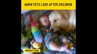 When Pets Look After Children