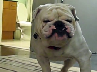 Bulldog hears a knock at the door- UGA