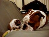 Bulldog pai encontra filhote pela primeira vez