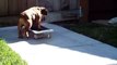 Bulldog puppy - Skateboarding