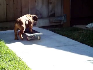 Bulldog puppy - Skateboarding