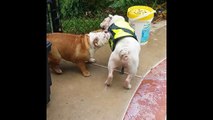 Bulldog Rescues Swimming Bulldog