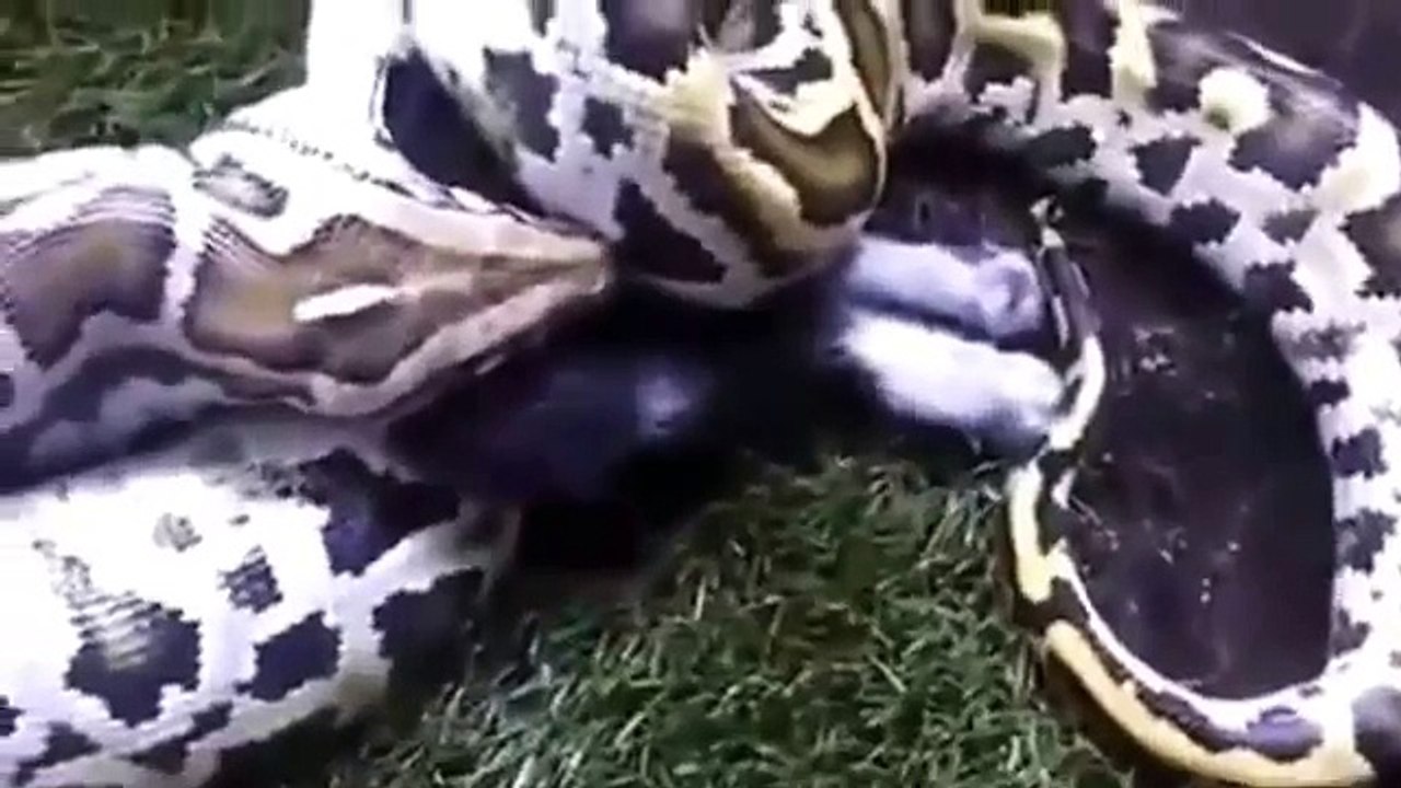 Most amazing wild animal attacks  - biggest python  , giant anaconda