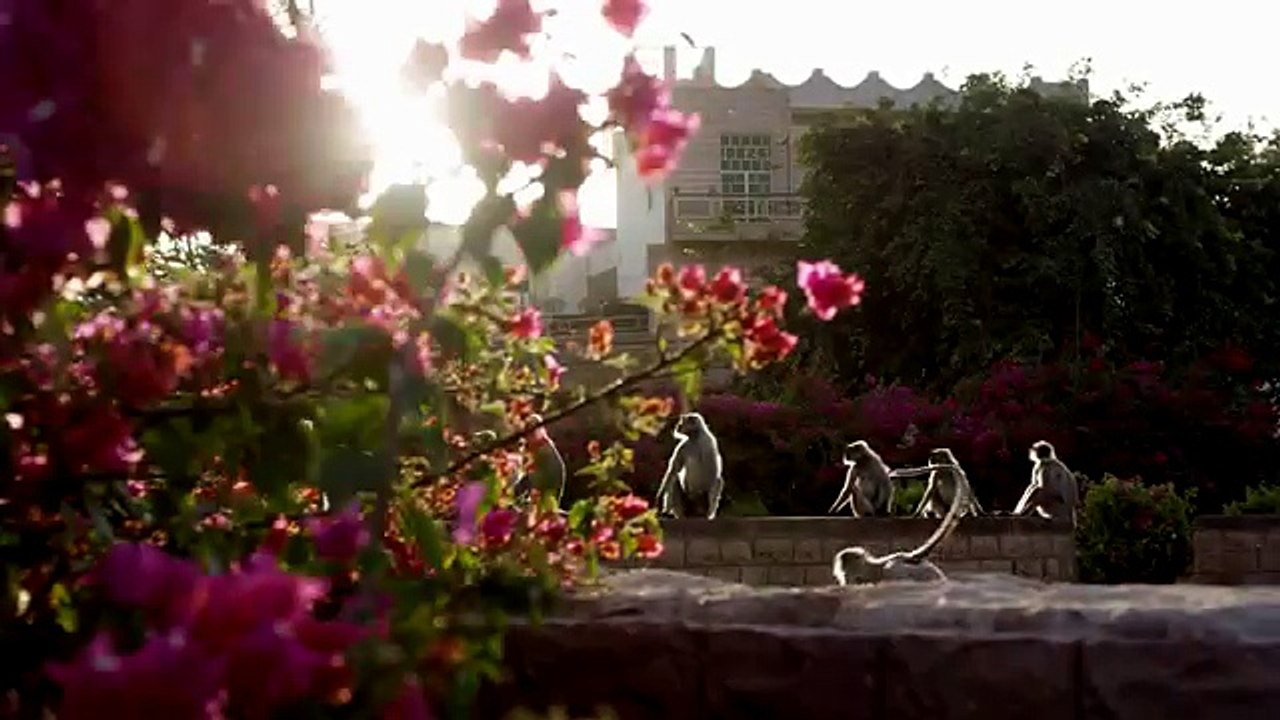 Planet Earth II Official Extended Trailer - BBC Earth