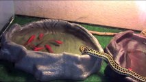 Un serpent mange des poissons rouges