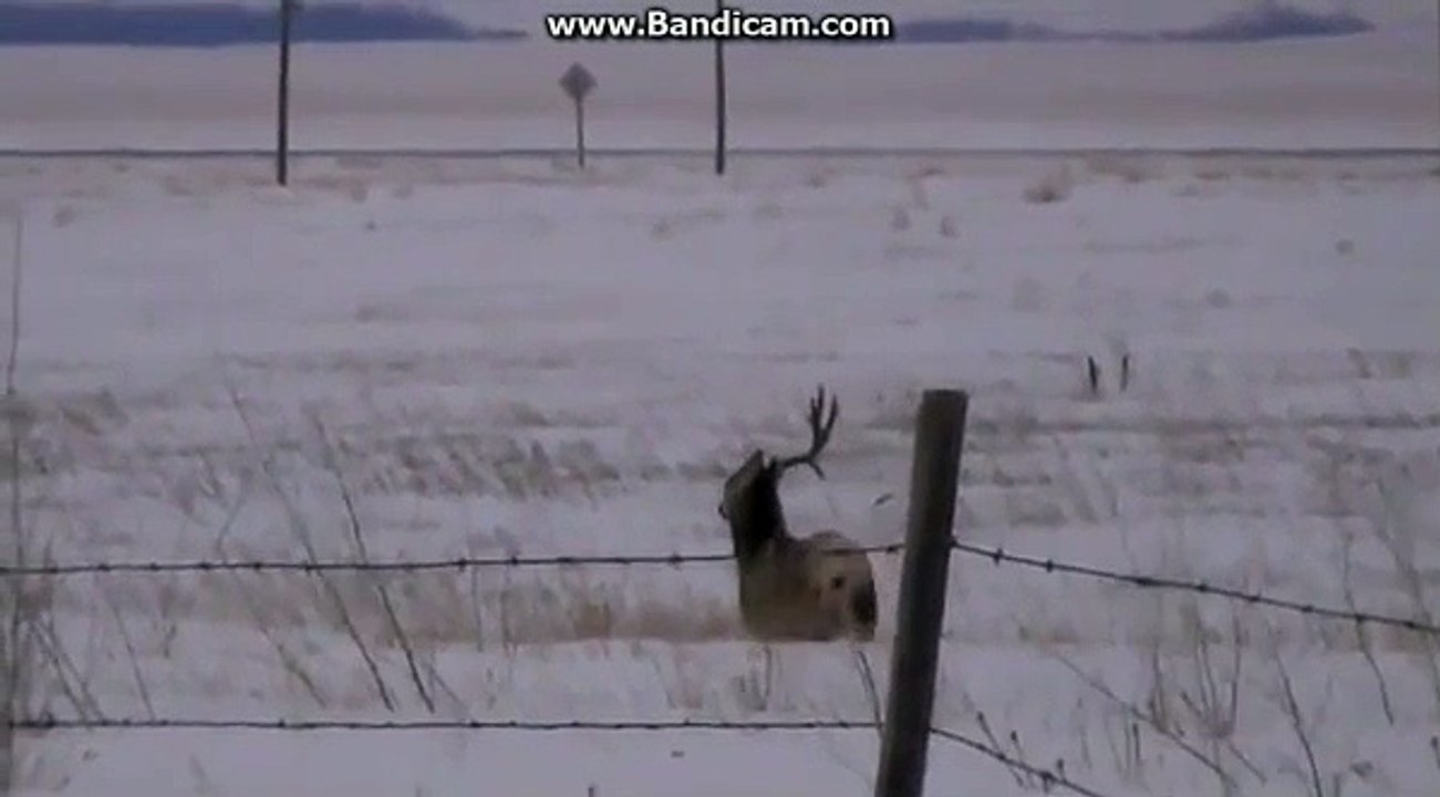 Voici comment un cerf change de bois !
