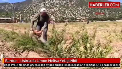 Burdur - Lisinia'da Limon Melisa Yetiştirildi