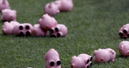 Charlton Taraftarları, Maçta Sahaya Oyuncak Domuz Attı