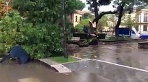 Tromba d'aria a San Marco in Lamis (FG), alberi distrutti