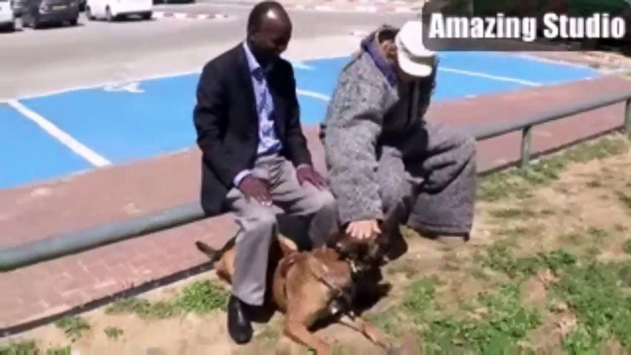 A Properly Trained Dog Could Save Your Life