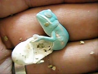 It seems an egg any but soon prove to be a big surprise