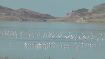 Doğu'nun Kanatları Van Erçek Gölü 6. Flamingo Festivali