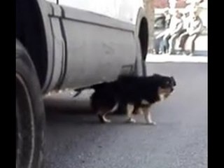 Dog Finds an Unconventional Relief From His Itch