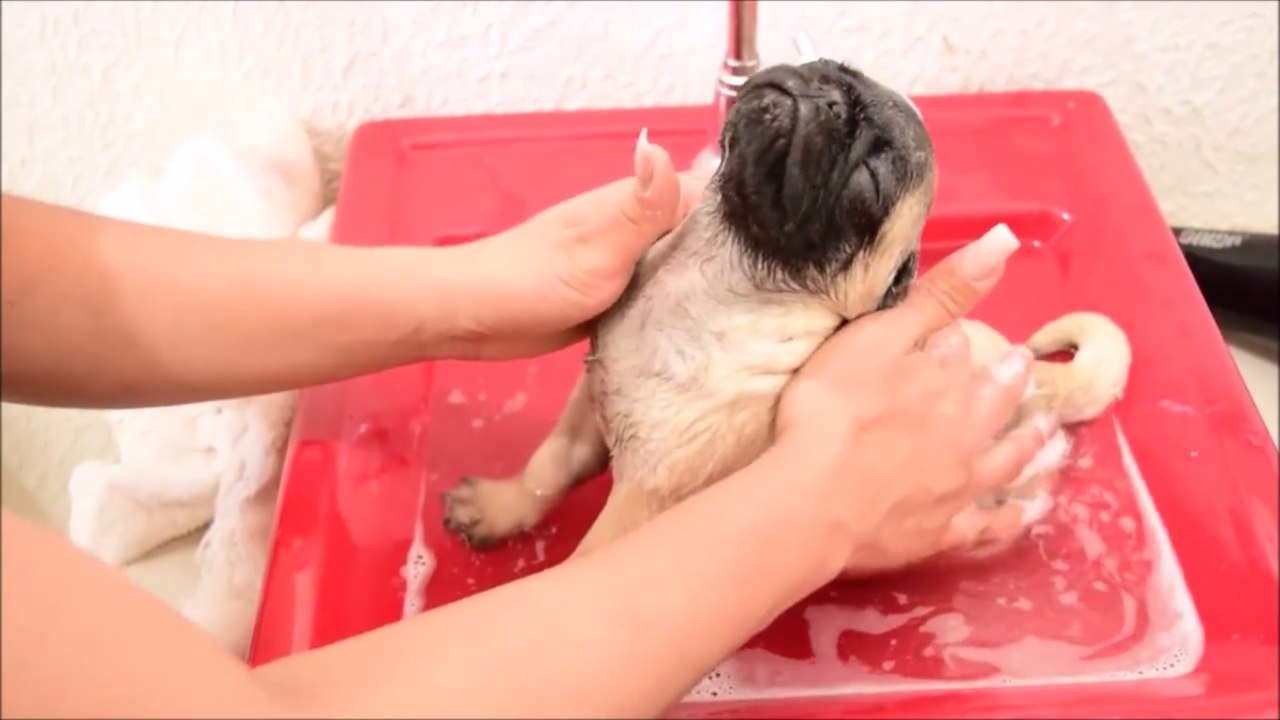 Pug really enjoys bath time