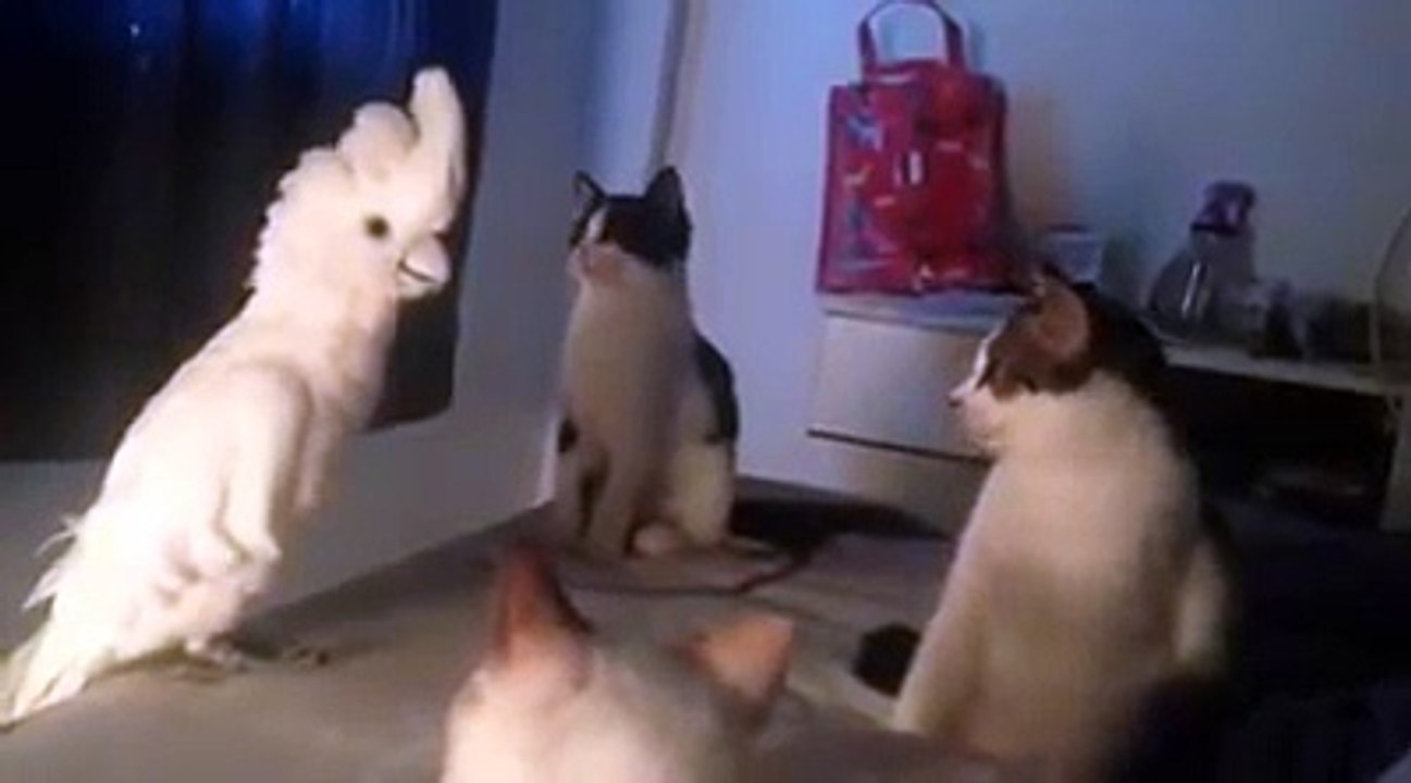 Cockatoo Meows Like A Cat Video Dailymotion