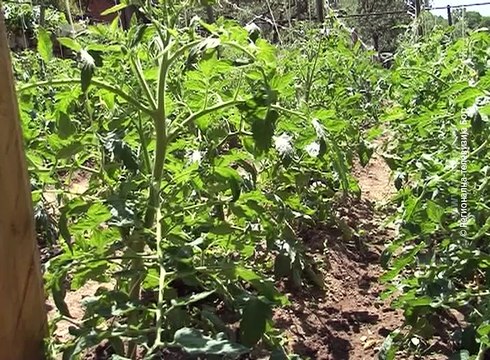 „Klimatske promene utiču na proizvodnju hrane“ , 16. oktobar 2016. (RTV Bor)