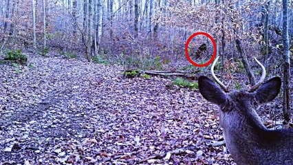 20 Weird Objects That ever Caught By Trail Cam