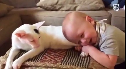 The child pulls the paw kitten. Here's what happens