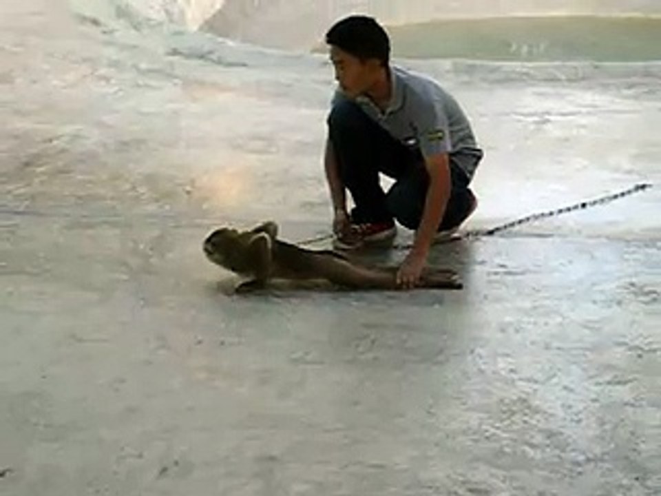 monkey doing push-ups hahah