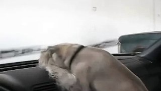 Mini Schnauzer Fritz attacks windshield wipers