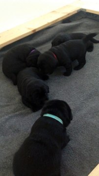 Elevage de l'Etang des Vignerons - Chiots PRETTY et HELIOT - les premiers pas