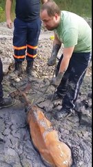 Trois hommes repèrent un cerf coincé dans la boue, ce qu'ils font mérite une médaille !