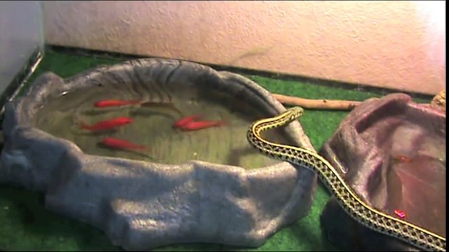 Un serpent mange des poissons rouges