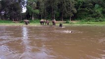 Un éléphant sauve un homme de la noyade