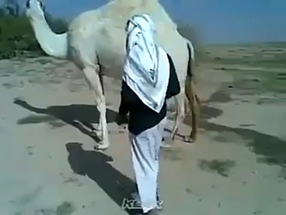 عربی بھائی کے کام چیک کرو