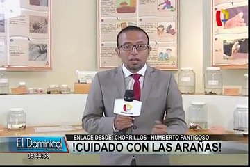 ¡Cuidado con las arañas en casa!