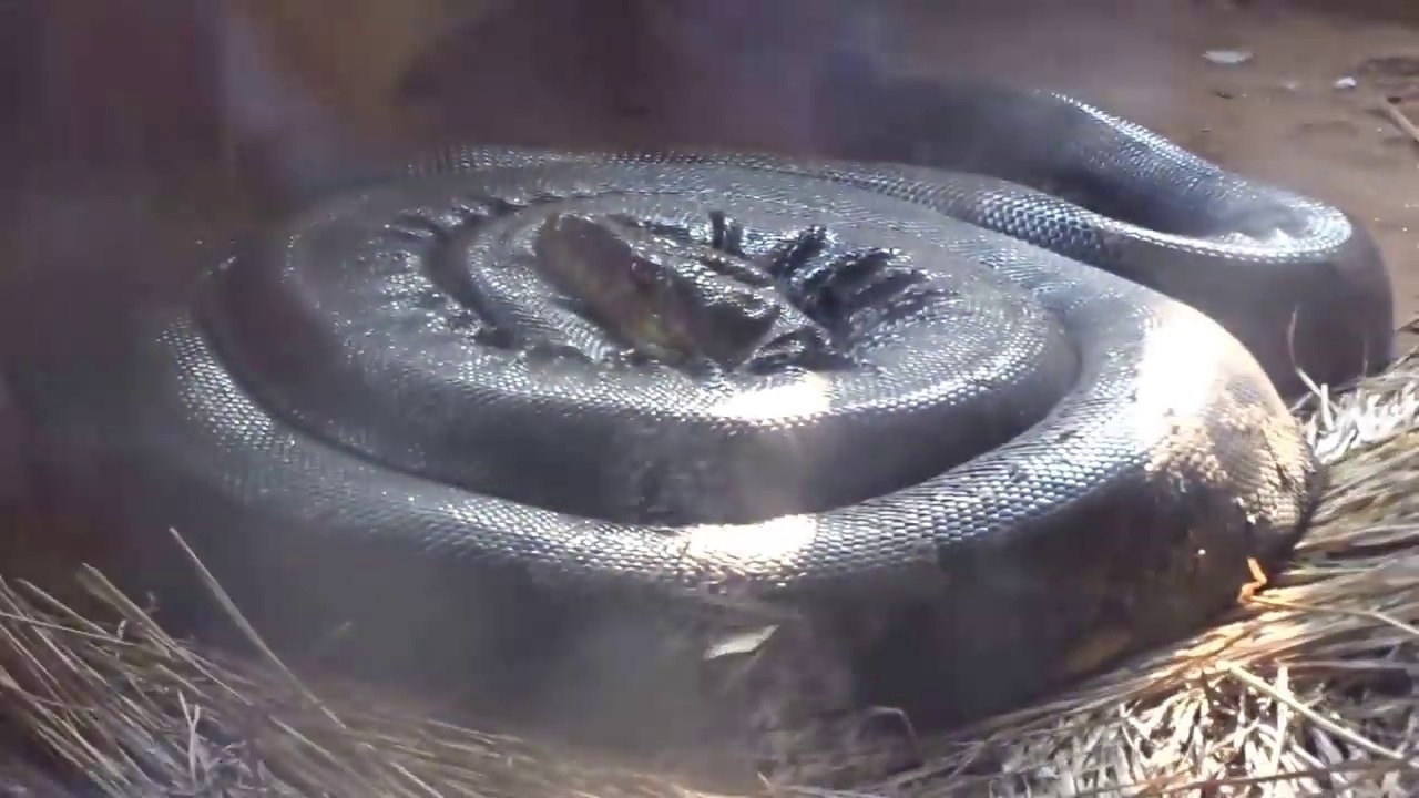 WORLD BIGGEST SNAKE FOUND IN AMAZON ZOO