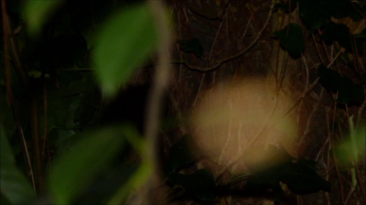 Orbe filmée se déplaçant le 16 octobre 2016