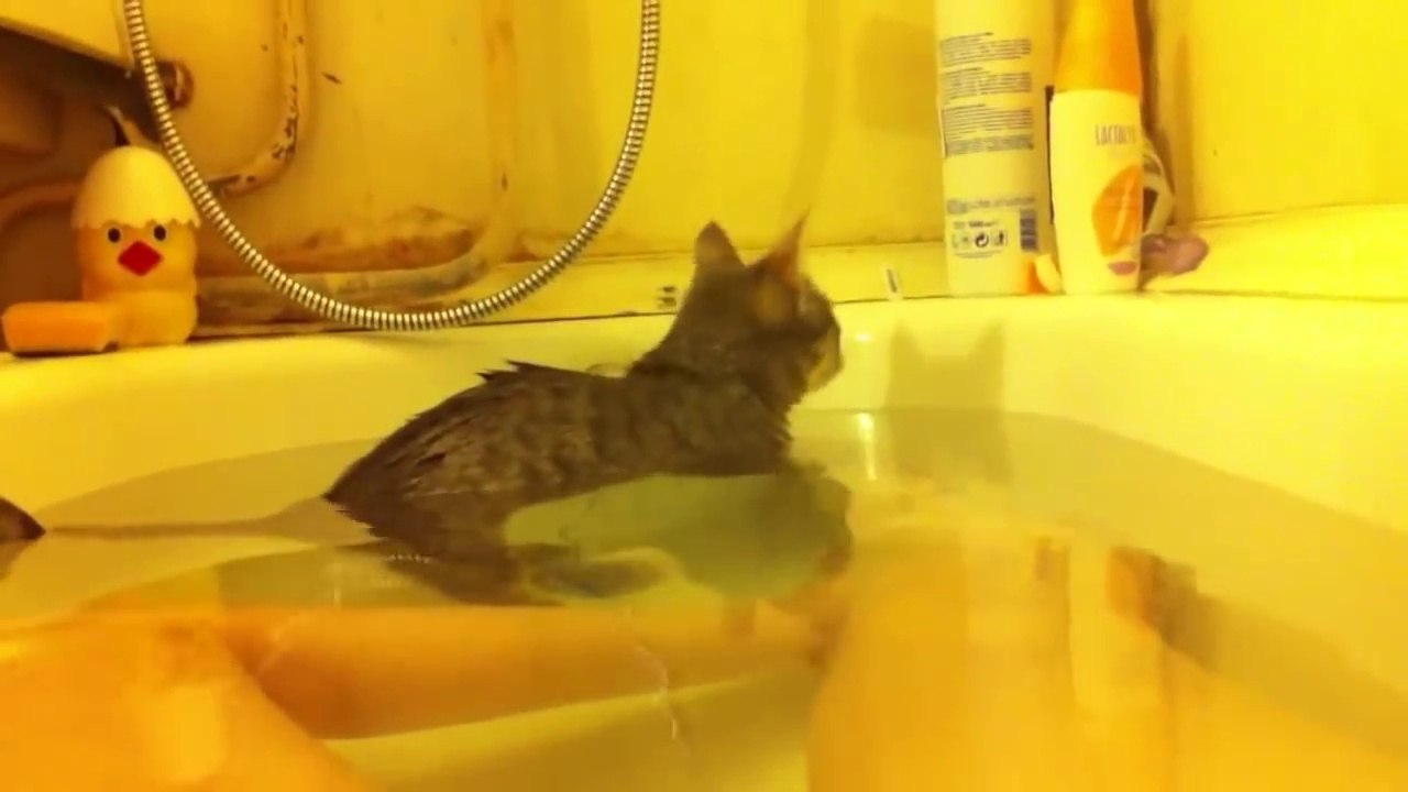 Un chat repère son maître dans la baignoire, mais regardez bien ce qui se produit ensuite... Oh mon dieu.