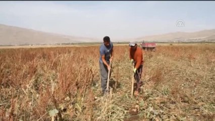 Muradiye'de Şeker Pancarı Üretimi Arttı